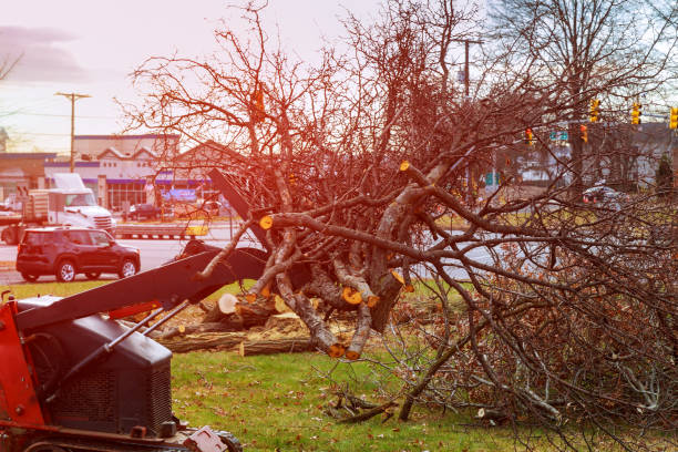 Alma, NE Tree Removal Services Company